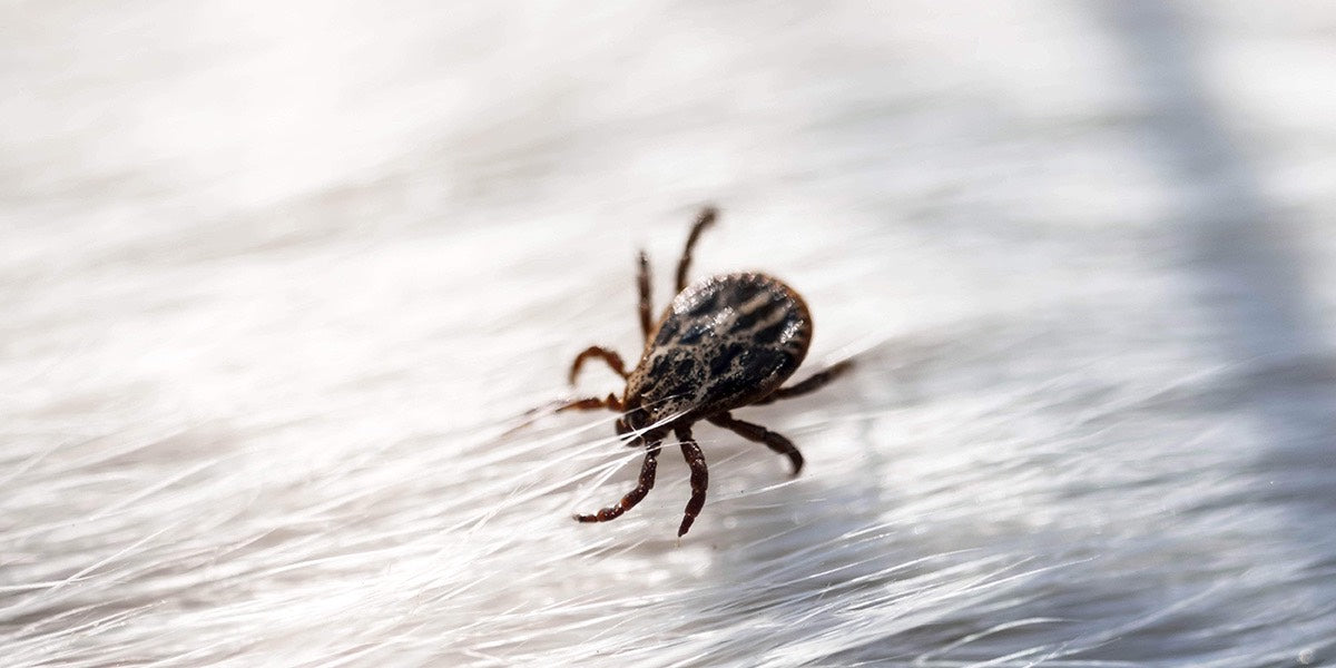 Tick Activity in Winter: Understanding Risks Below 6°C in Germany