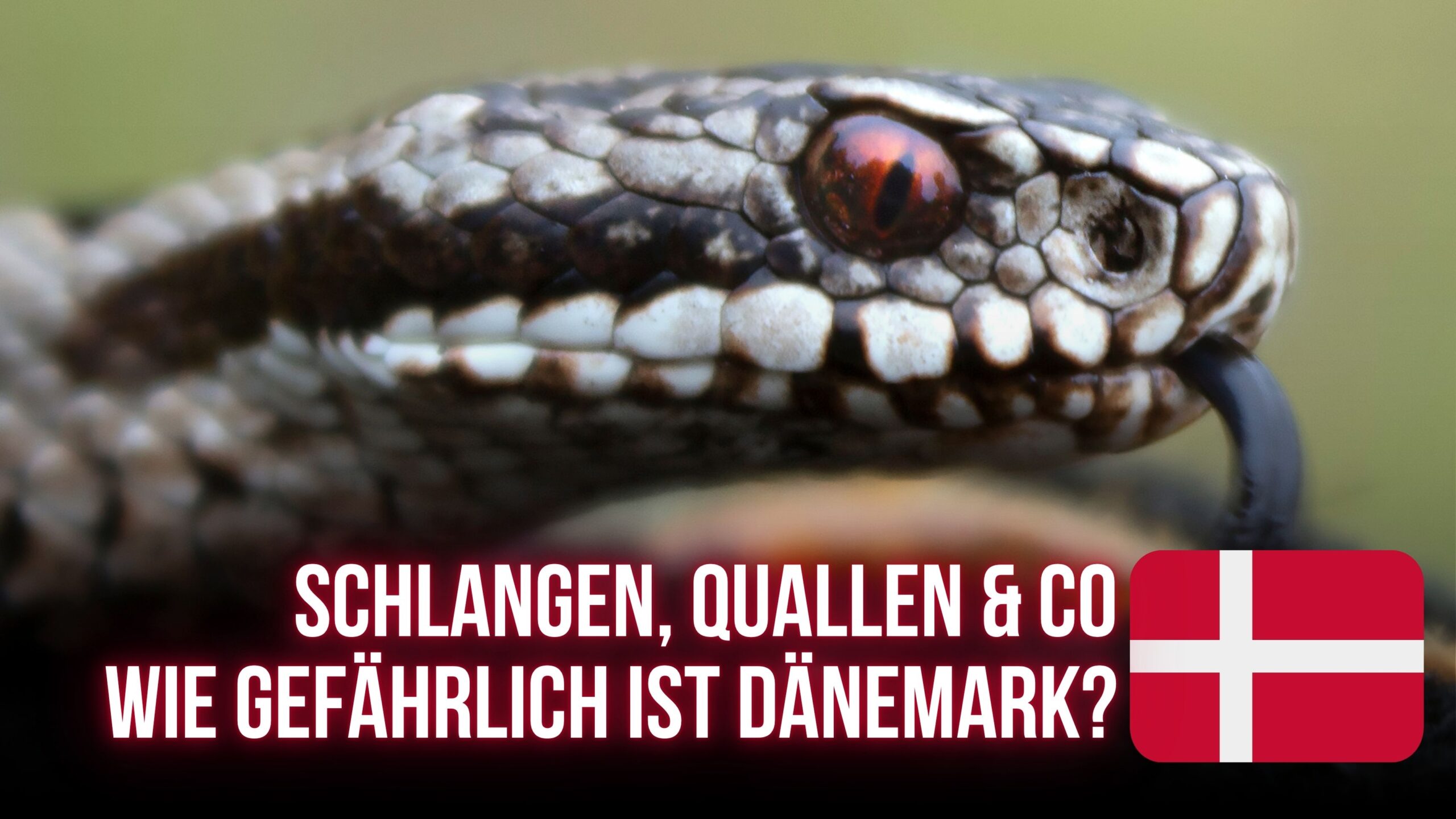 Ticks Active All Year: How Climate Change Reshapes German Tick Season